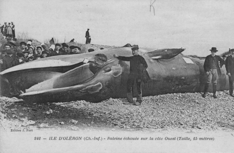 Une baleine échouée sur l'ile d'oleron.